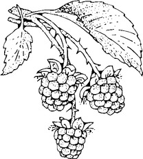 Brombeeren.tif